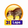 Lapa